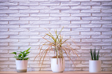 Background of potted plants on the table on a white brick wall.