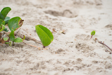 Closeup picture of biennial plants on the beach. Morning glory grows at seaside