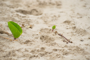 Closeup picture of biennial plants on the beach.