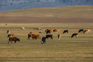 The cattles on the yellow grassland in autumn.mountain in the distance