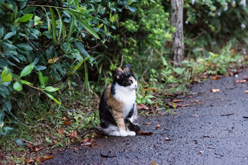 Obraz premium 街猫 野良猫
