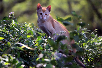 Cat on a tree branch 