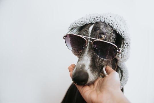 Greyhound with sunglasses and a wool hat