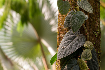 A plant with green heart leaves wrapped around a tree.