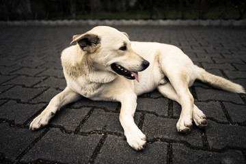 lonely dog lies on the ground, waiting for the owner.