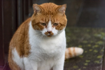 街猫　野良猫