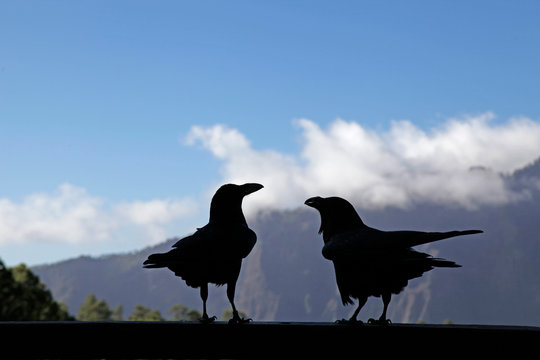 silhouette of two ravens