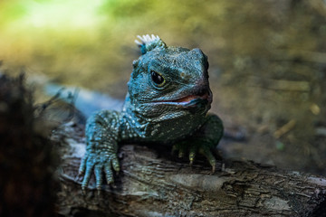 Portrait of Tuatara New Zealand native reptile 