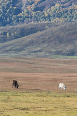 The cattle on the yellow grass are in autumn.