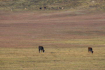The cattle on the yellow grass are in autumn.
