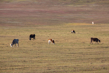 The cattle on the yellow grass are in autumn.