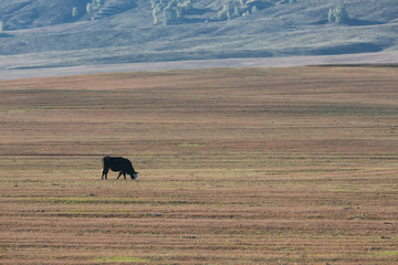 The cattle on the yellow grass are in autumn.