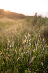 Late afternoon light on grass bunny tails at Wilsons Promontory, Victoria, Australia.