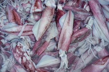 Too soft, fresh squid for sale in the fish market at Thailand, seafood on ice, Squid abstract background, Close-up raw sea Cuttlefish for sale at seafood market use for cook