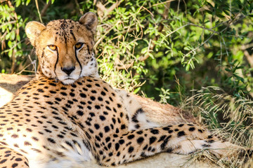 Guépard