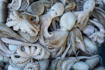 Top view of Octopus for sale in the fish market at Thailand, seafood on ice, Squid abstract background, Close-up raw sea Cuttlefish for sale at seafood market use for cook