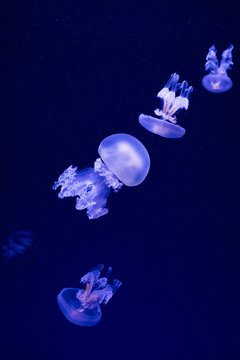 jellyfish floats in the water