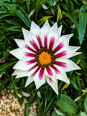 Close up shot of Gazania, White and Purple stripes (African Daisy)