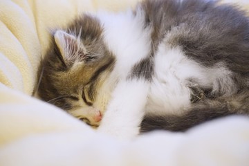 Cute kitten sleeping on the blanket.