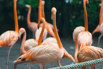 bright orange flamingo in a zoo
