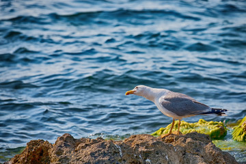 Seagull on the rocks in the ocean