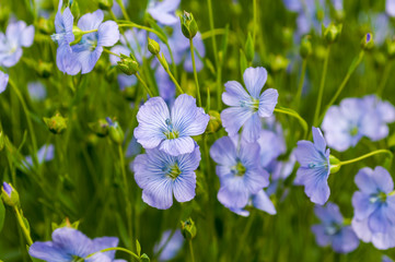 Flowering flax ( Linum perenne )