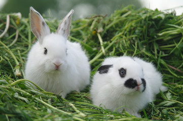 white rabbits on the grass. closeup