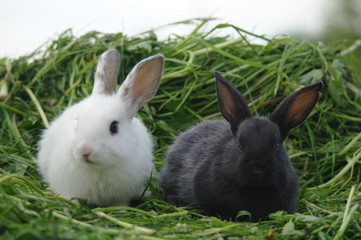 Fototapeta na wymiar white and black rabbits on the grass. closeup