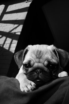 Black and white, portrait of a pug.