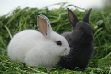 white and black rabbits on the grass. closeup