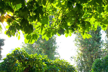 green foliage in the Park