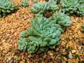 Close up shot of Echeveria Elegans plant