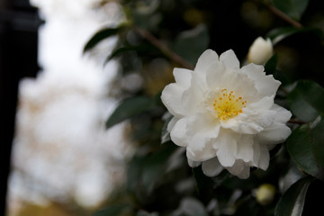 White Camellia Flower in Bloom with during Springtime