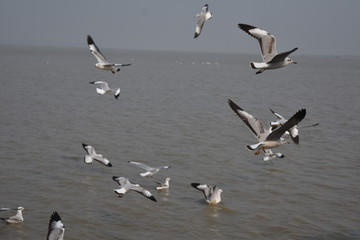 Seagull flying  over the confluence of river and the Sea.