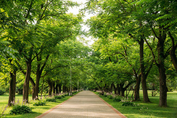 Walkway Lane Path With Through Juglans Mandshurica, The Manchuri