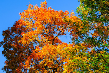 Beautiful autumn maple tree with red and yeloow leaves on a sunny day, against the blue sky.