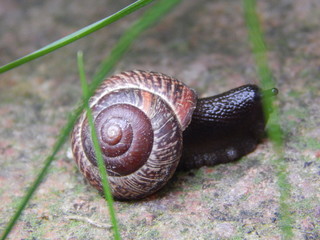 Snail in the grass. Nature photography