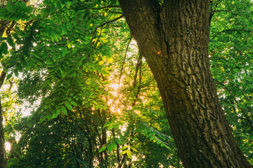 Summer Sun Shining Through Canopy Of Tall Trees. Sunlight In Dec