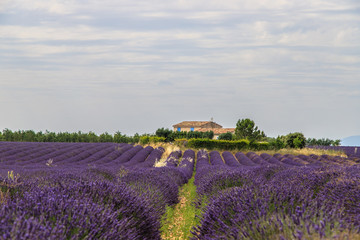 Fototapeta na wymiar Lavendel Feld mit Hof