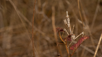 Diablotin - Empusa pennata