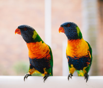 Lorikeet twins