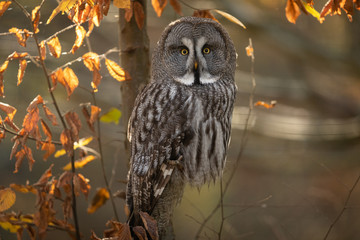Great Gray Owl in the tree