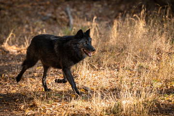 Black Wolf in the forest