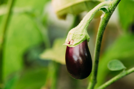 Young Growing Organic Eggplant. Homegrown Eggplant In Vegetable 