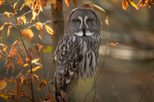 Great Gray Owl in the tree