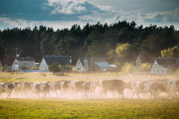 Herd Of Cows Crossing In Rural Meadow Countryside In Dusty Road