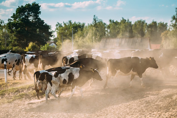 Herd Of Cows Crossing In Rural Meadow Countryside In Dusty Road