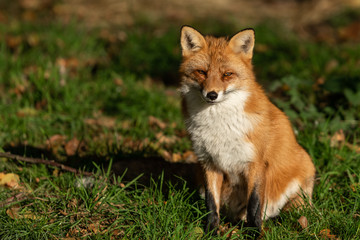 Red Fox in the forest