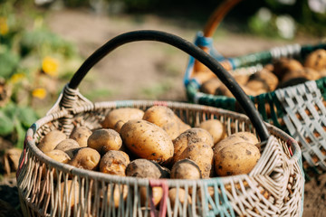 Organic Potatoes In Basket On Ground Of Vegetable-Garden. Autumn
