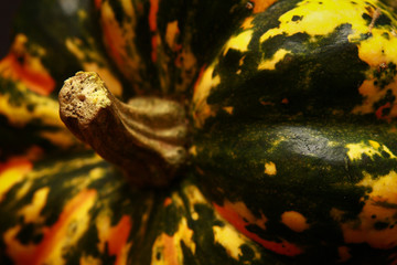 Halloween pumpkin Collection  